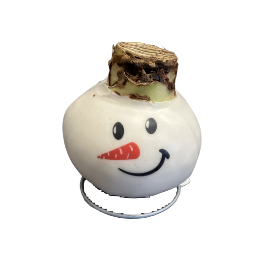 Amaryllis Snowman Waxed Red Bulb Assorted