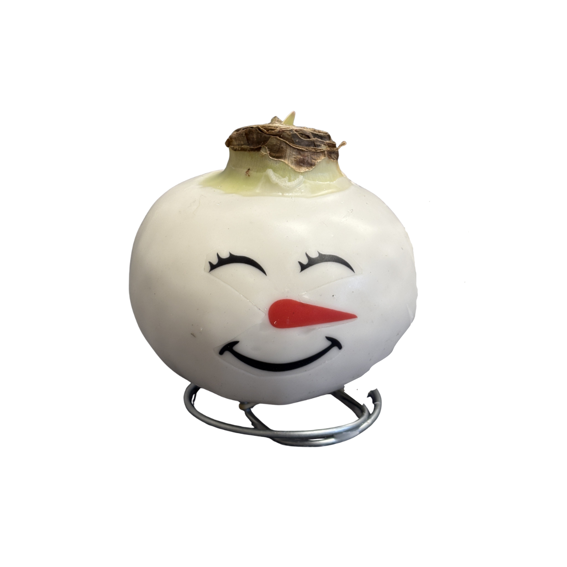 Amaryllis Snowman Waxed Red Bulb Assorted