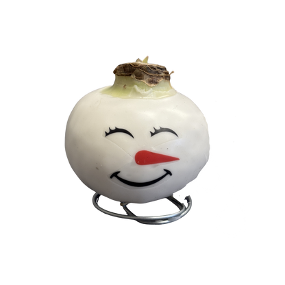 Amaryllis Snowman Waxed Red Bulb Assorted