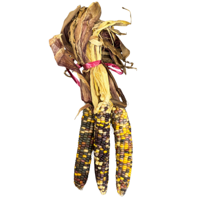 Ornamental Corn Bundle/3