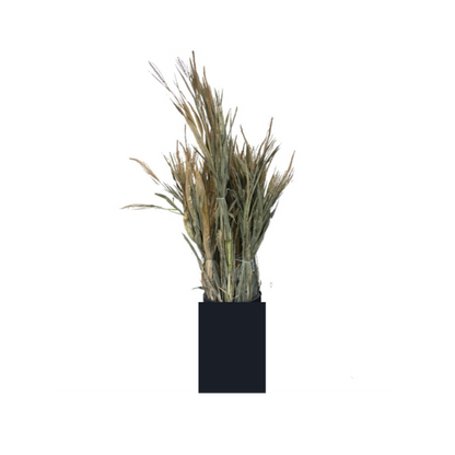 Corn Stalks Bundle
