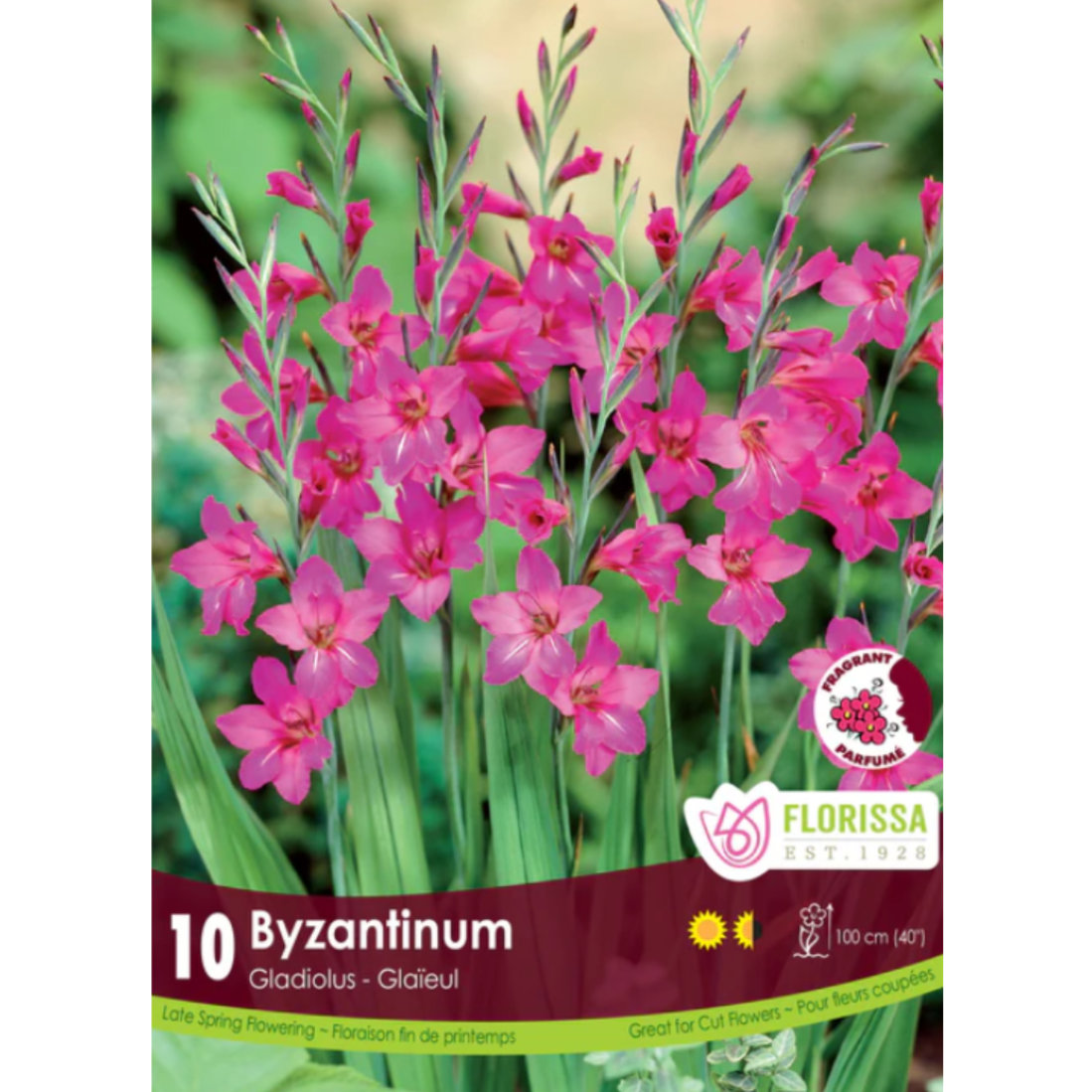 Gladiolus 'Byzantinum'
