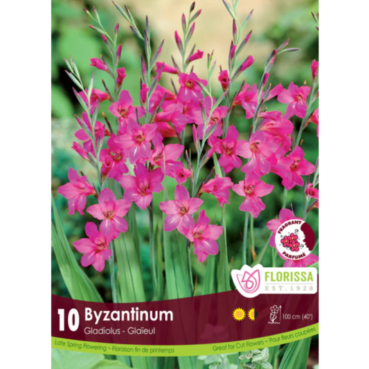 Gladiolus 'Byzantinum'