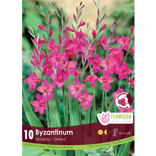 Gladiolus 'Byzantinum' 10/Pkg.