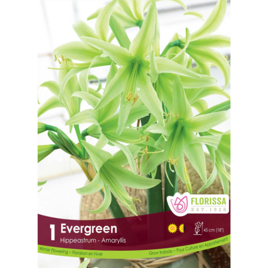 Amaryllis Evergreen 24+ 1/Pkg.
