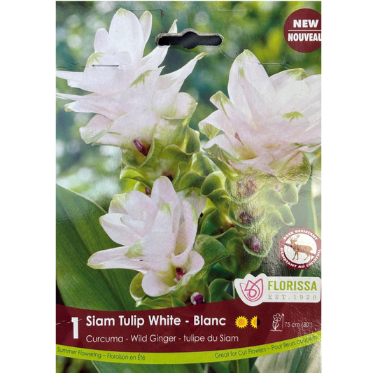 Bulbs Curcuma Siam Tulip White Pkg.
