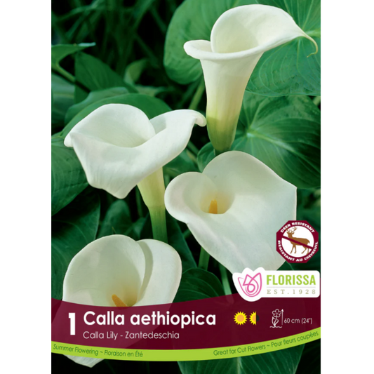 Bulbs Calla Aethiopica 1/Pkg.