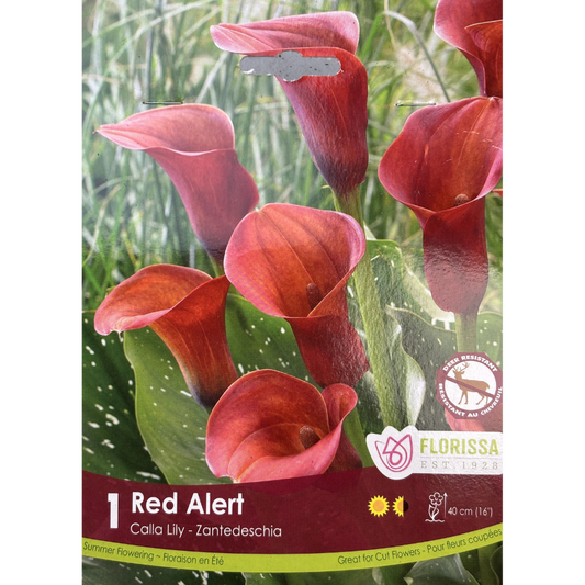 Bulbs Calla Lily Red Alert 1/Pkg.