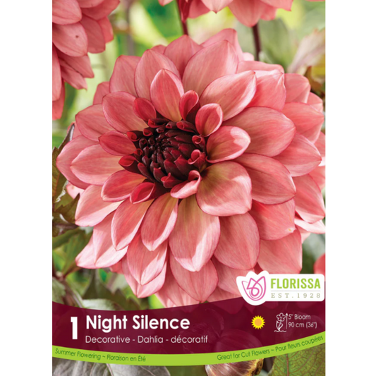Bulbs Dahlia Night Silence 1/Pkg.