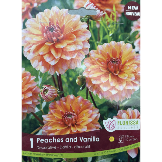 Bulbs Dahlia Peaches and Vanilla 1/Pkg.