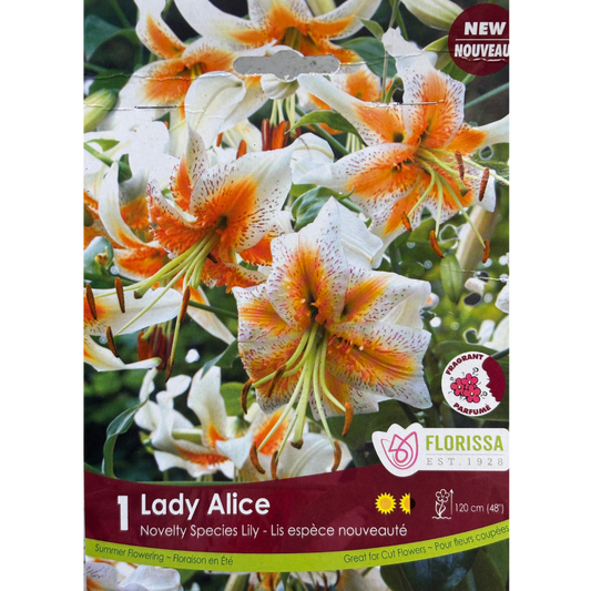 Bulbs Lily Lady Alice 1/Pkg.