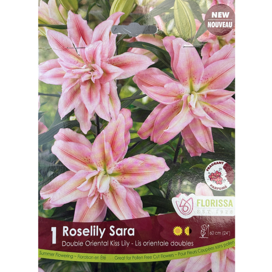 Bulbs Lily Roselily Sara 1/Pkg.