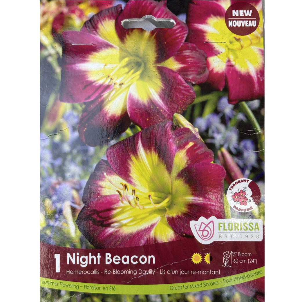 Bulbs Hemerocallis Night Beacon 1/Pkg.