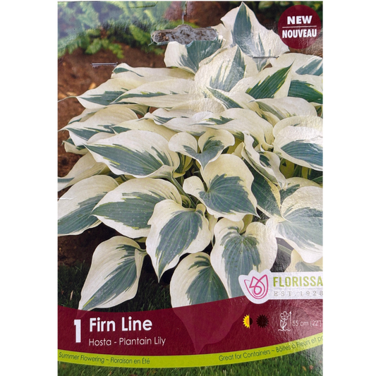 Bulbs Hosta Firn Line 1/Pkg.