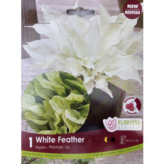 Bulbs Hosta White Feather 1/Pkg.
