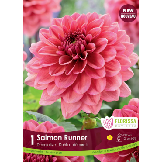 Bulbs Dahlia Salmon Runner 1/Pkg.