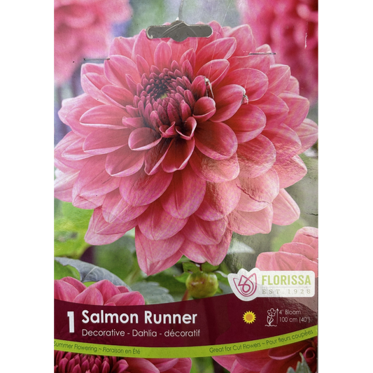 Bulbs Dahlia Salmon Runner 1/Pkg.