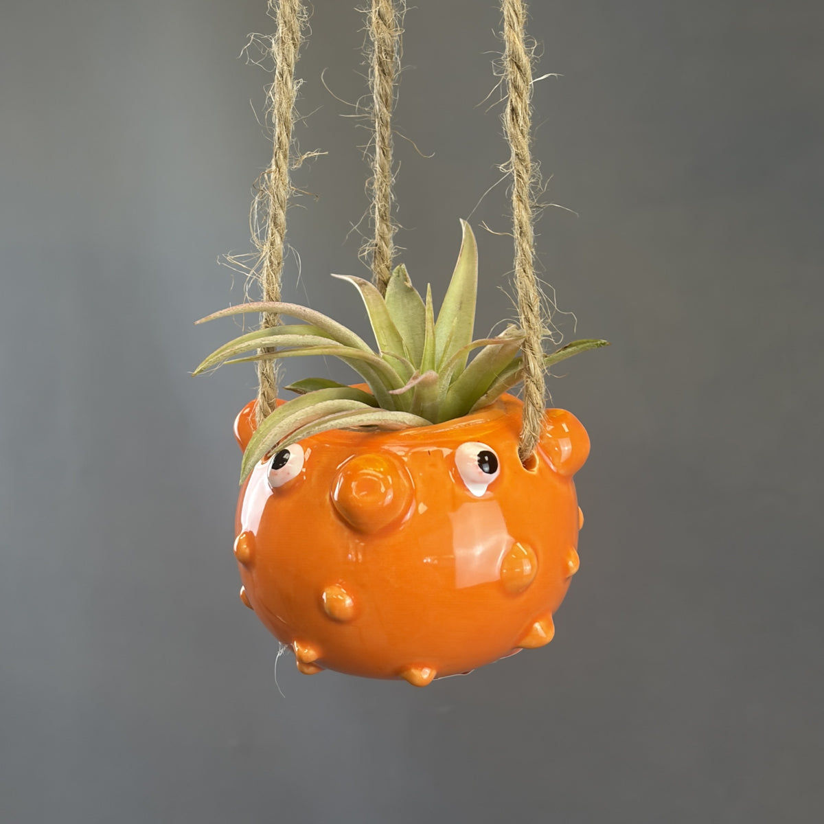 Pots for Tillandsia Air Plants 'Hanging Ocean Friends' Assorted