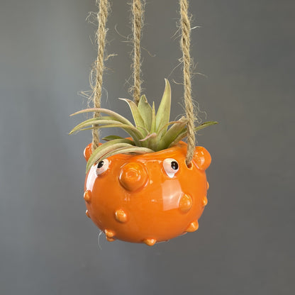 Pots for Tillandsia Air Plants 'Hanging Ocean Friends' Assorted