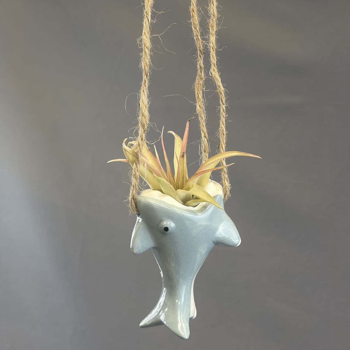 Pots for Tillandsia Air Plants 'Hanging Ocean Friends' Assorted