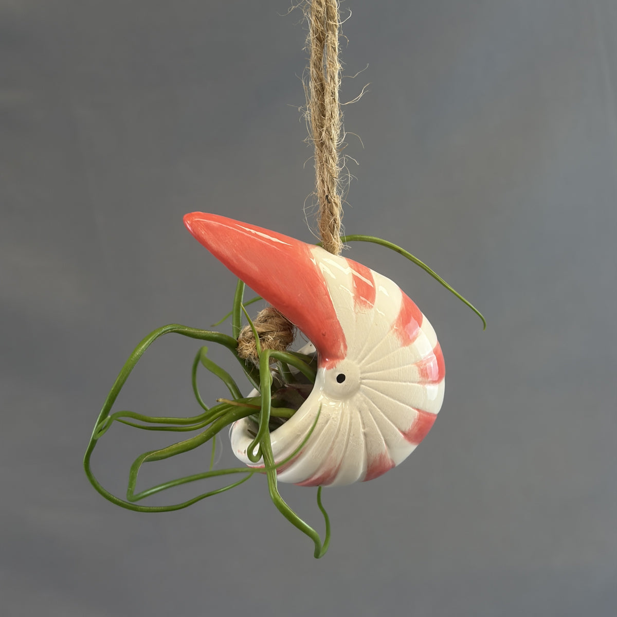 Pots for Tillandsia Air Plants 'Hanging Ocean Friends' Assorted