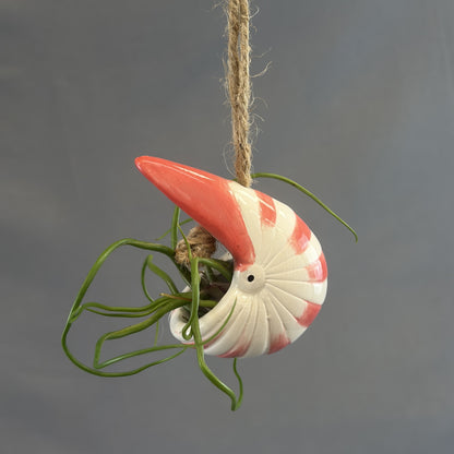 Pots for Tillandsia Air Plants 'Hanging Ocean Friends' Assorted