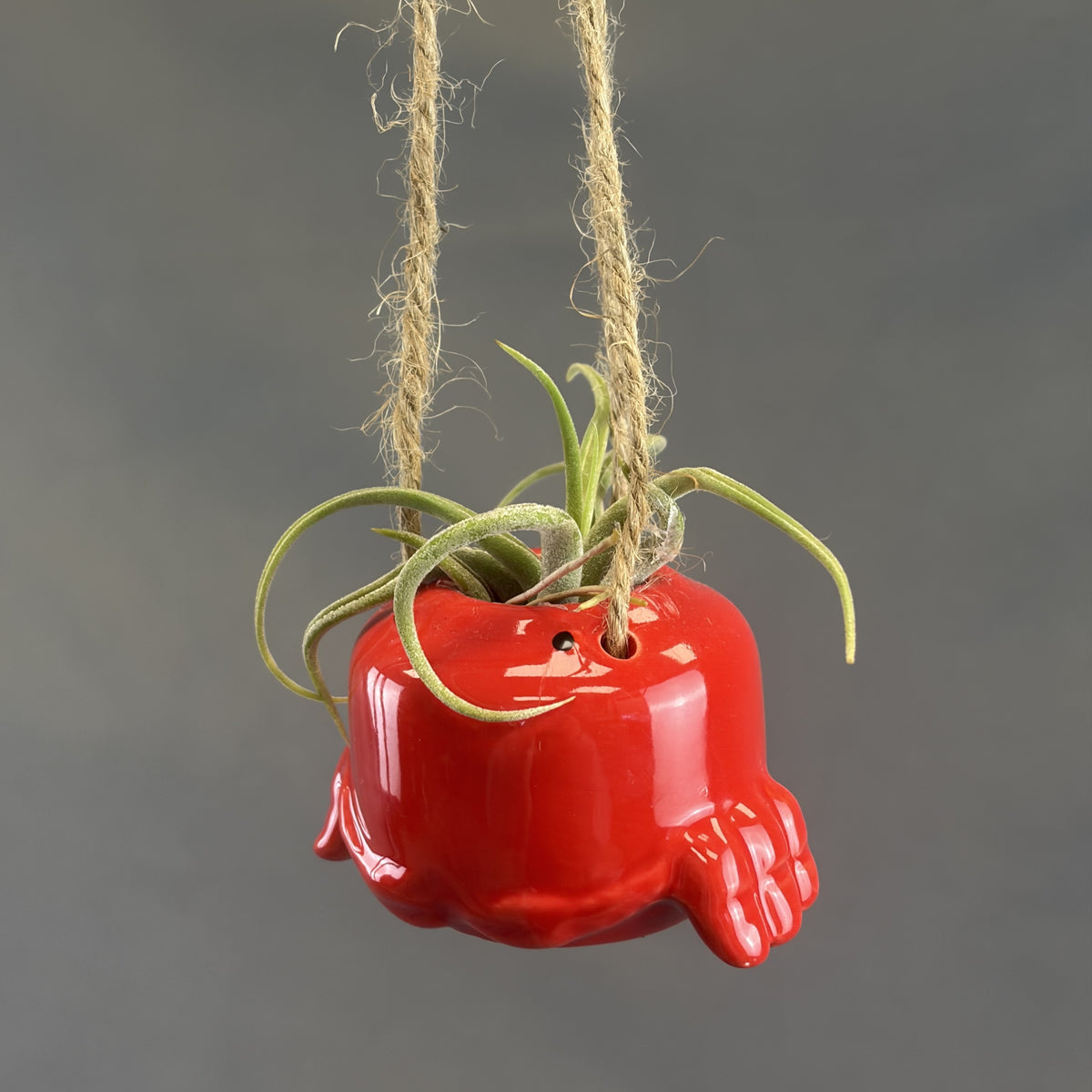 Pots for Tillandsia Air Plants 'Hanging Ocean Friends' Assorted