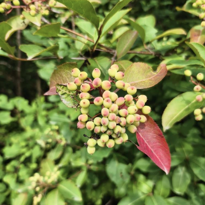 Maritime Arboretum Seed Wild Raisin