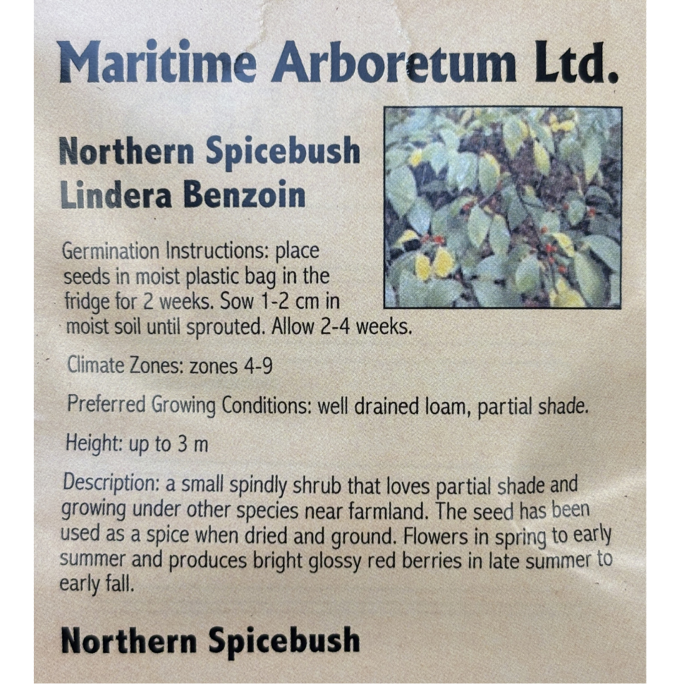 Maritime Arboretum Seed Northern Spicebush