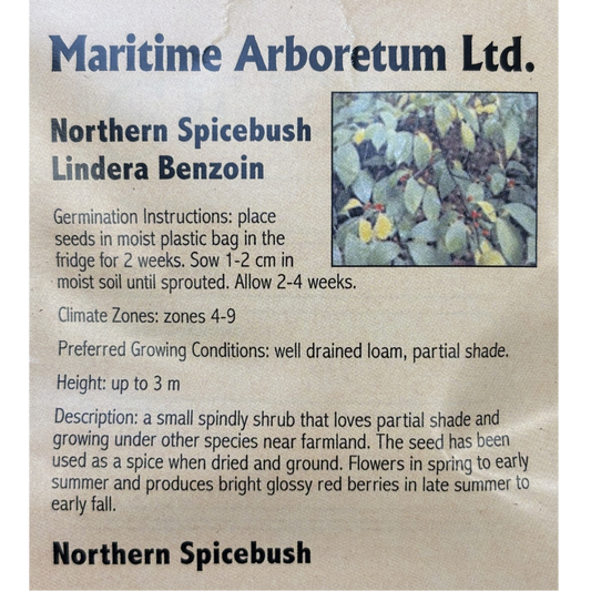 Maritime Arboretum Seed Northern Spicebush