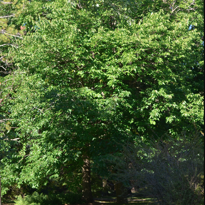 Maritime Arboretum Seed Red Elderberry