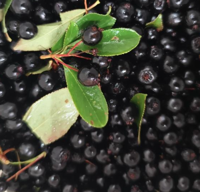 Maritime Arboretum Seed Black Chokeberry