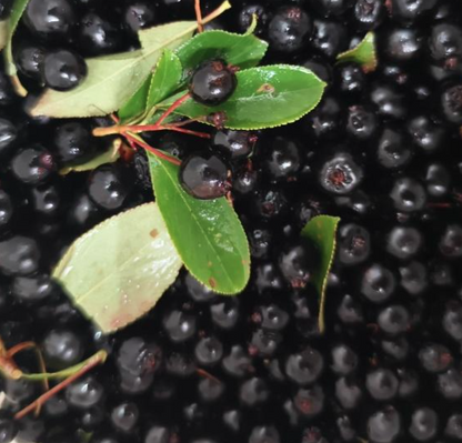 Maritime Arboretum Seed Black Chokeberry