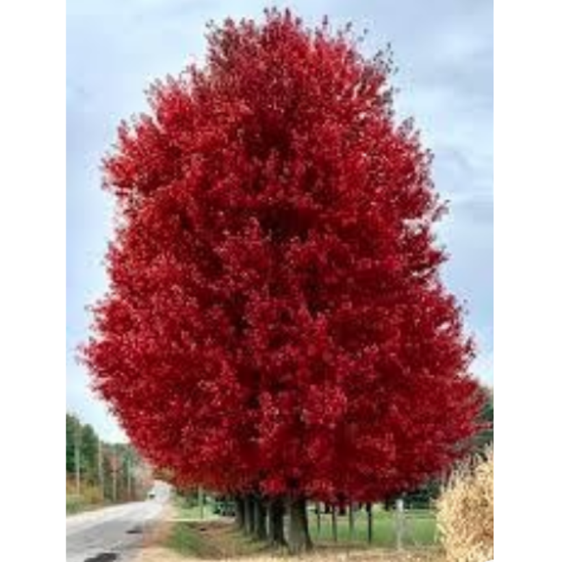 Maritime Arboretum Seed Red Maple
