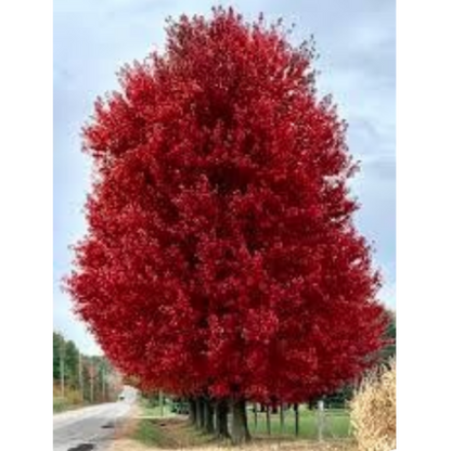 Maritime Arboretum Seed Red Maple