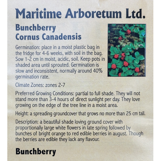 Maritime Arboretum Seed Bunchberry