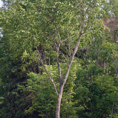 Maritime Arboretum Seed American Elm