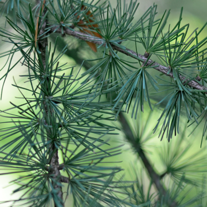 Maritime Arboretum Seed Tamarack