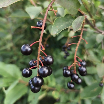Maritime Arboretum Seed Black Cherry