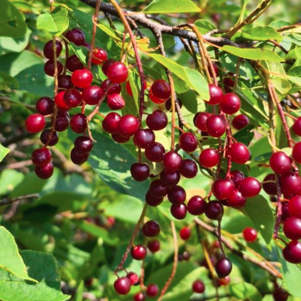Maritime Arboretum Seed Chokecherry