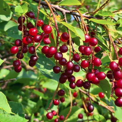 Maritime Arboretum Seed Chokecherry