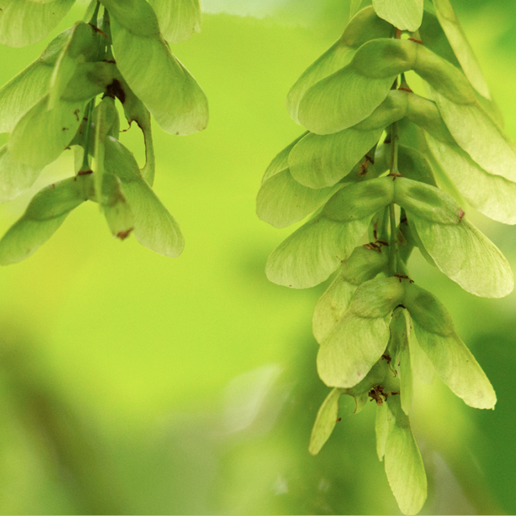 Maritime Arboretum Seed Striped Maple