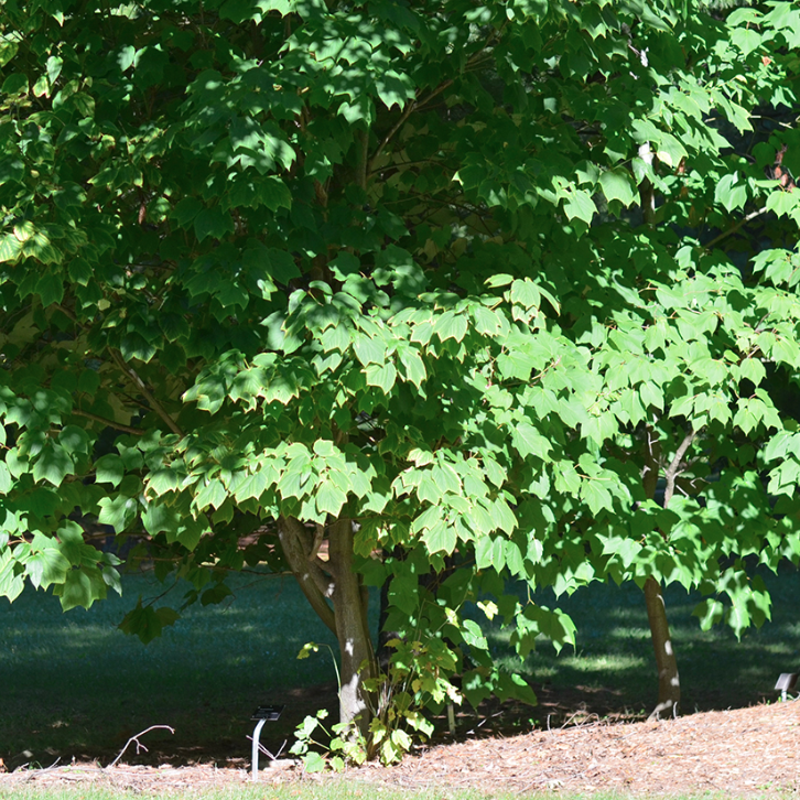 Maritime Arboretum Seed Striped Maple
