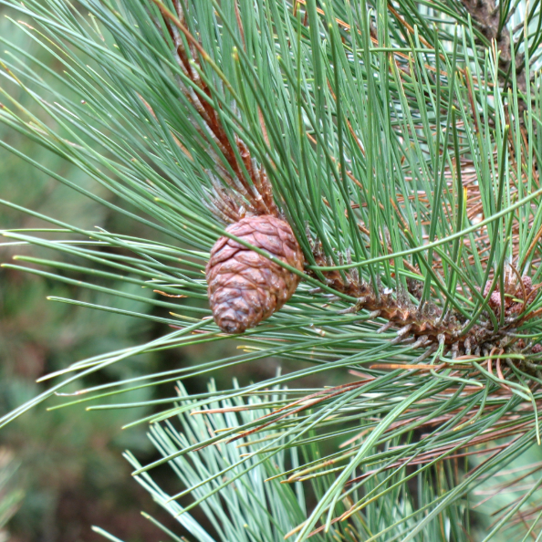 Maritime Arboretum Seed Red Pine