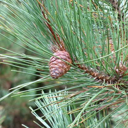 Maritime Arboretum Seed Red Pine
