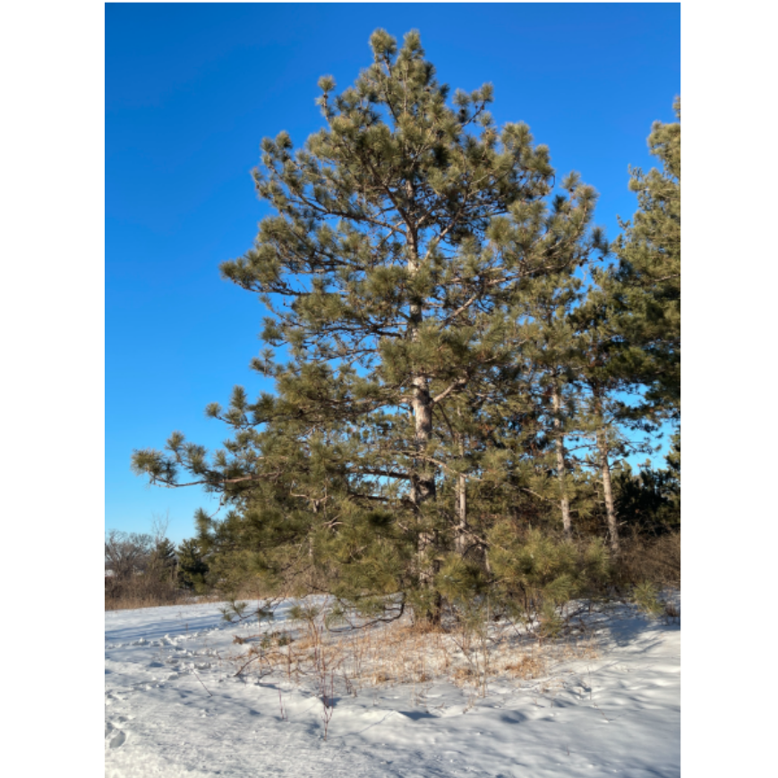 Maritime Arboretum Seed Red Pine