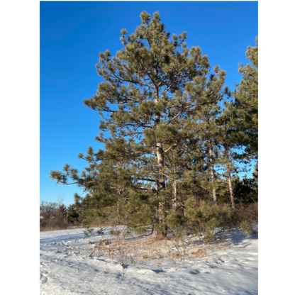 Maritime Arboretum Seed Red Pine