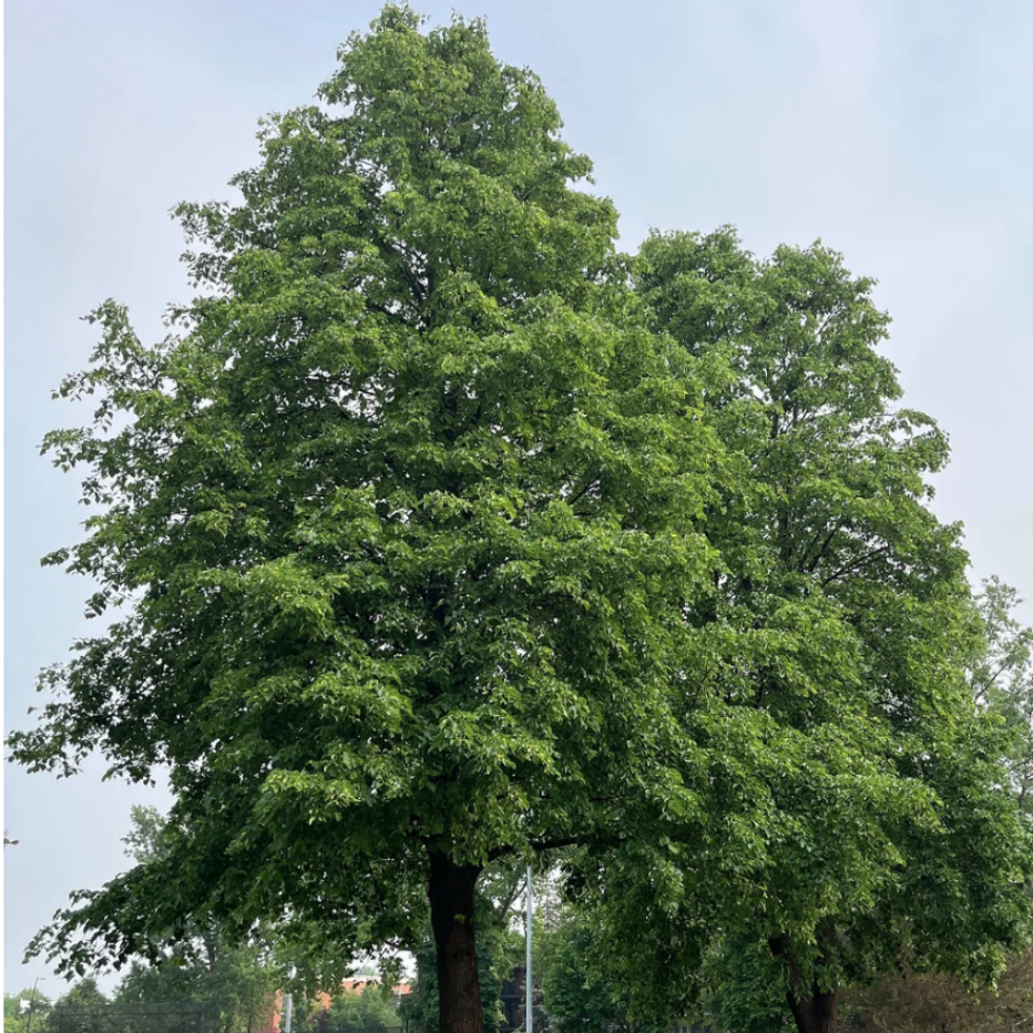 Maritime Arboretum Seed American Basswood