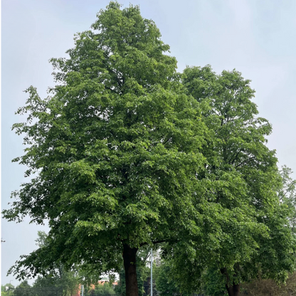 Maritime Arboretum Seed American Basswood