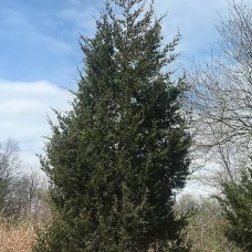 Maritime Arboretum Seed Eastern Red Cedar